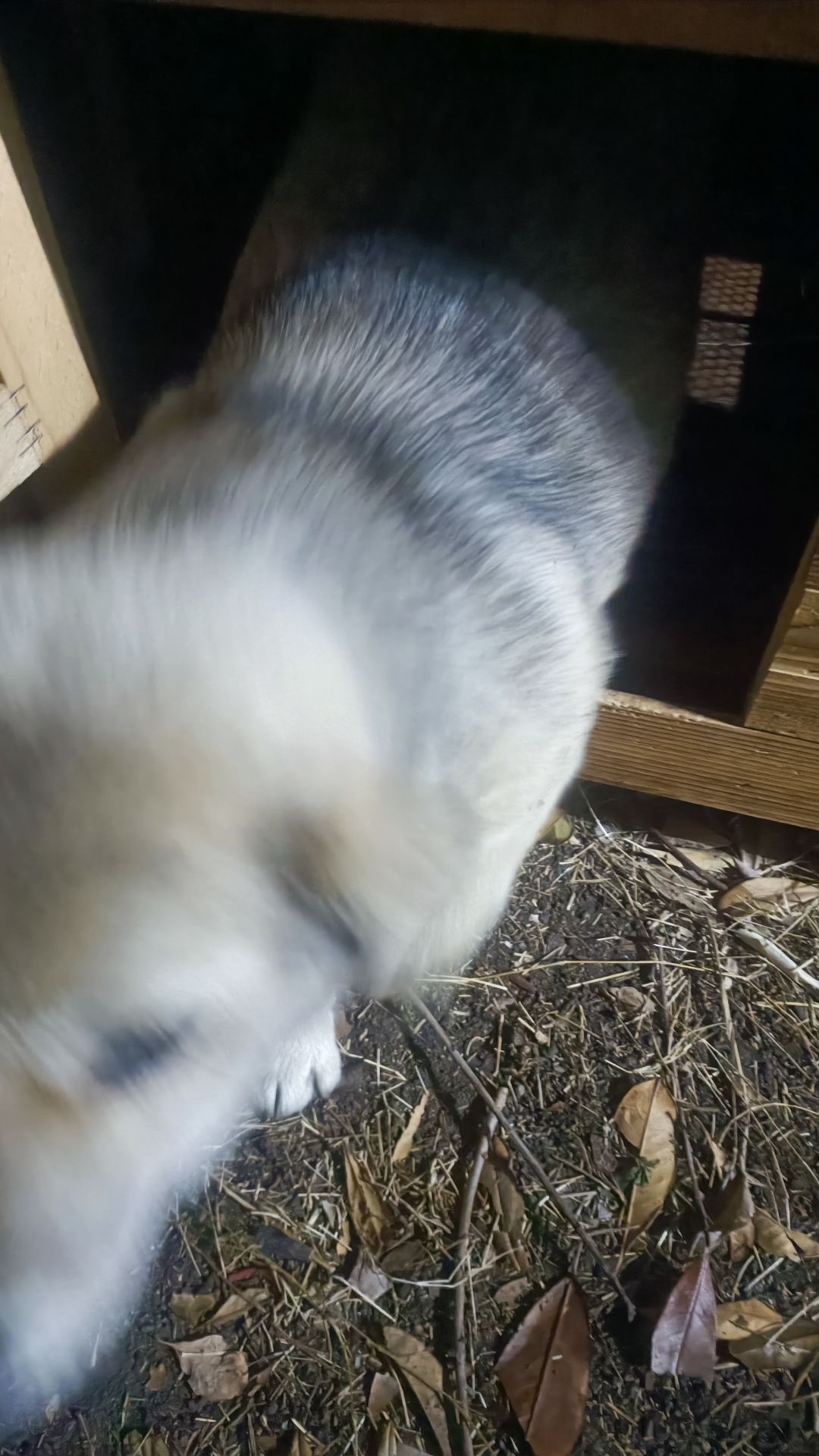 video-4115557