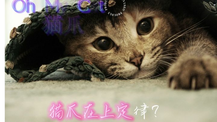 游戏推荐:猫爪在上定律?快来一起撸猫!#萌宠在哪里#截图
