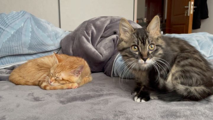 可爱小猫咪截图