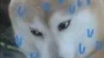 分享一个卡利小技巧