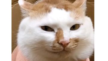 血月白无常，老六打法（无伤）