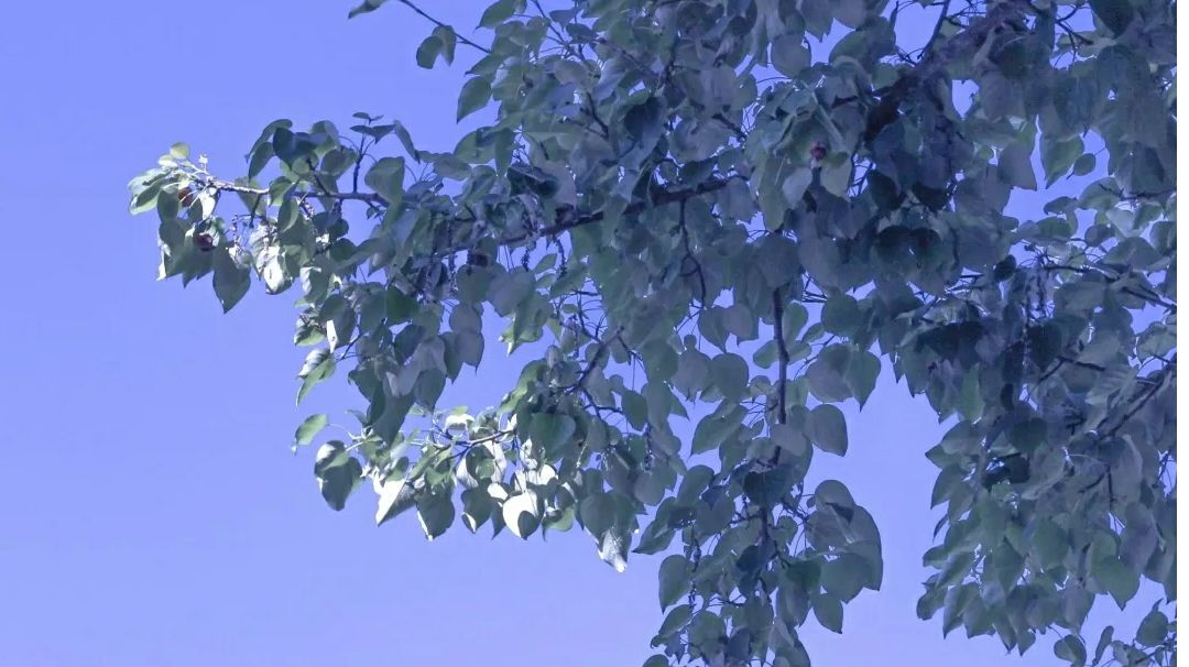 video-2484152