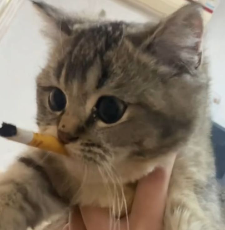 原谅我,菜的扣Jio截图