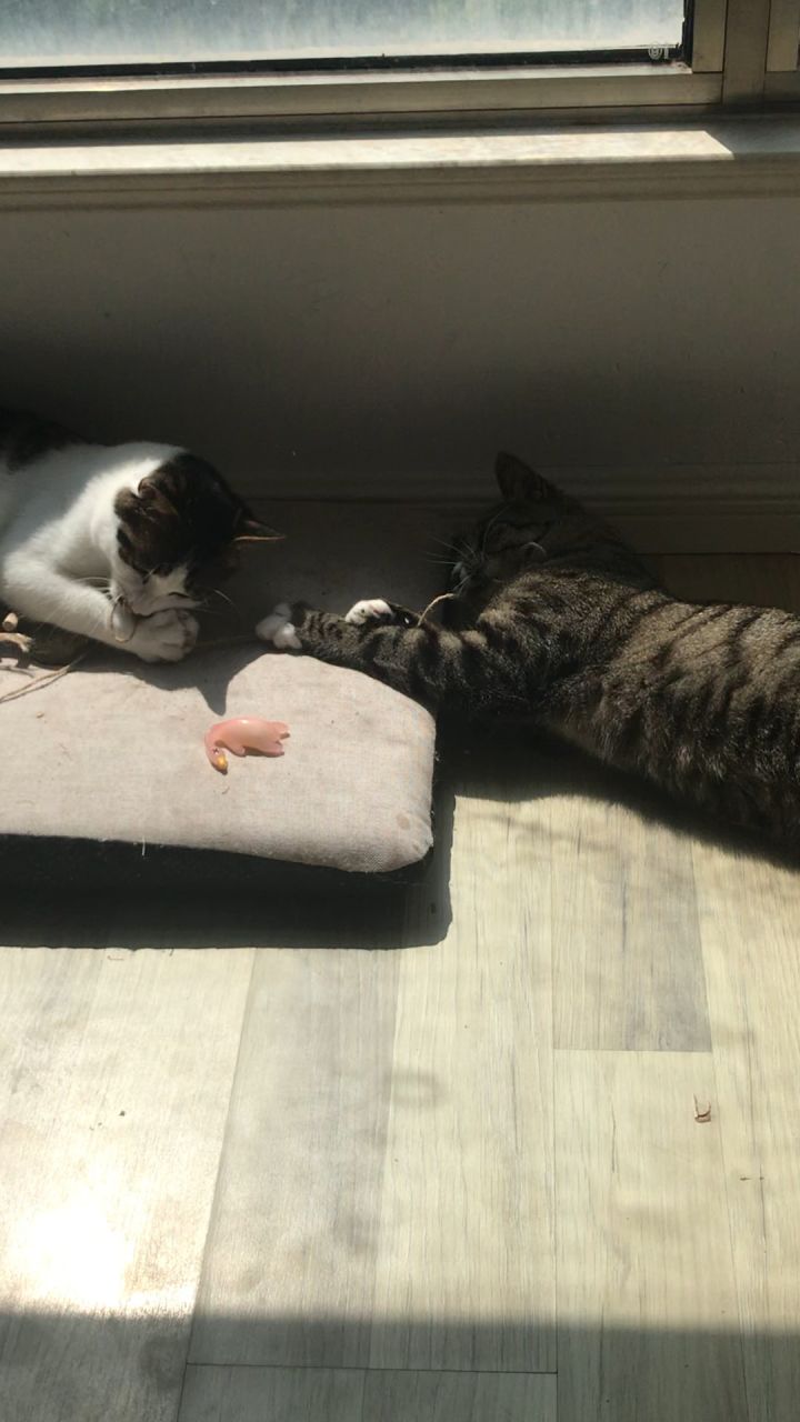 猫猫的日常生活截图
