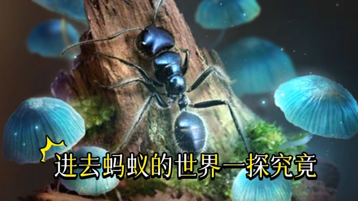 去蚂蚁的世界一探究竟!截图