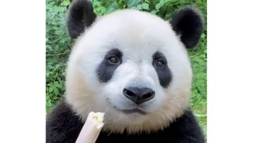 火葫芦里酒精的持久力