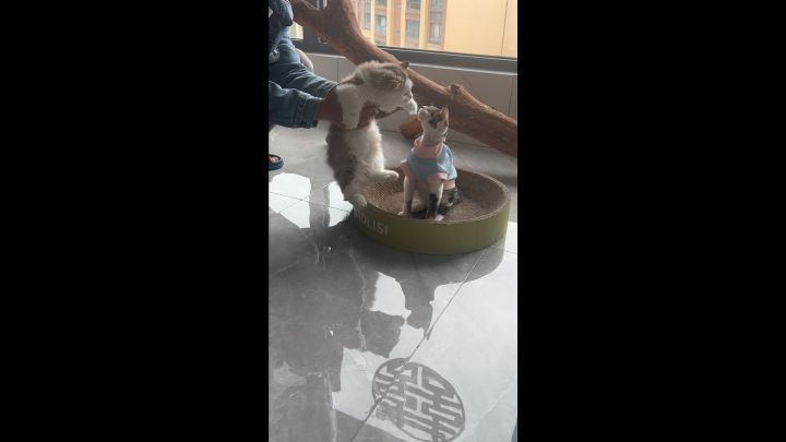 这就是猫仗人势吗截图