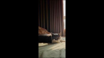 🧏‍♀️✨周末就让295的熊帮你躺平吧🎉💕