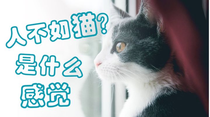 世界这么大,猫猫想去看看#新游观察局#截图