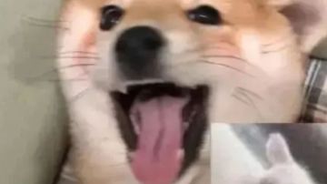 快快变大！萌新推荐，原始装备