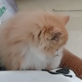 温馨小屋后续来啦!截图