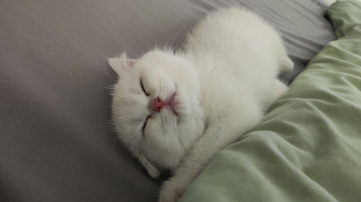 关于我去吃饭 我家猫帮我玩游戏这件事截图