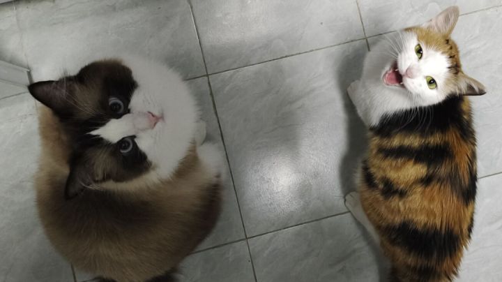 火猪被杀集锦第二期截图