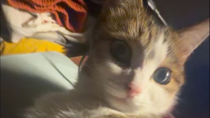 谁家小猫着么睡觉截图