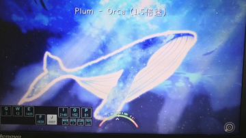 [标判一命]1.5倍大鲸鱼plum-orca