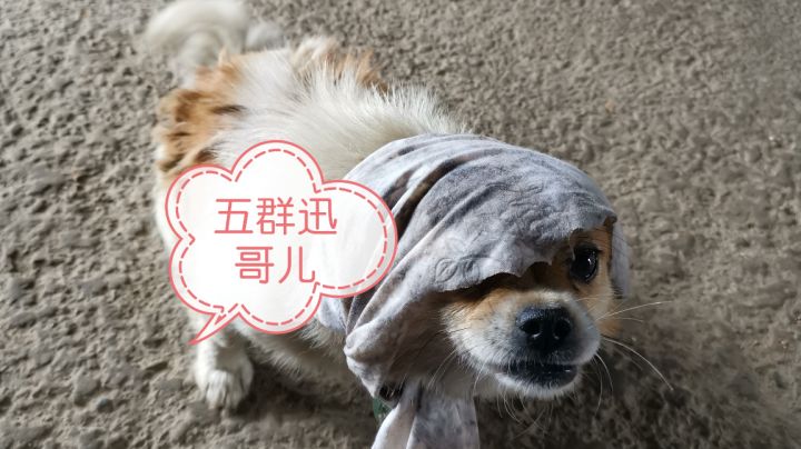 帝线无神器 擒贼先擒王成就获得方法截图