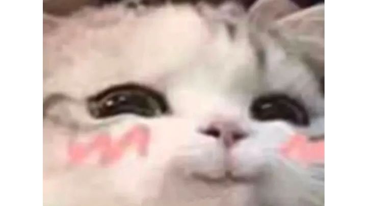 这一届的萌新略强 ,就是有些花里胡哨截图