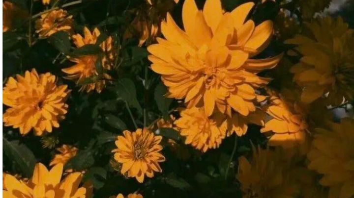 video-2216644