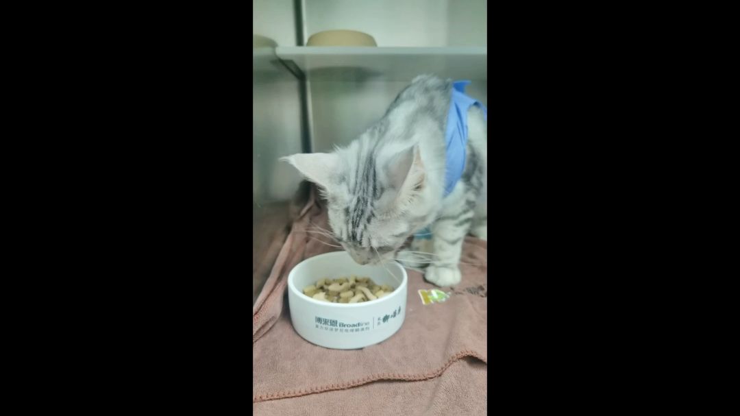 video-3624993