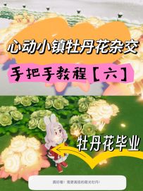 心动小镇牡丹花摆花攻略杂交第六天【霞光】