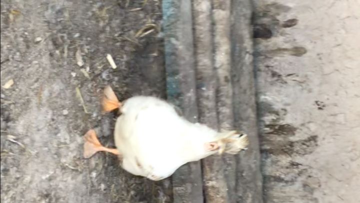 嘎嘎嘎嘎嘎嘎嘎嘎🦆嘎嘎嘎嘎嘎嘎截图