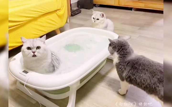 功夫如何?点评一下吧!截图