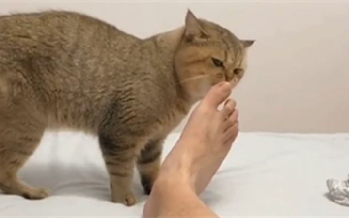 医生望着嘴里长脚气的喵喵陷入沉思截图