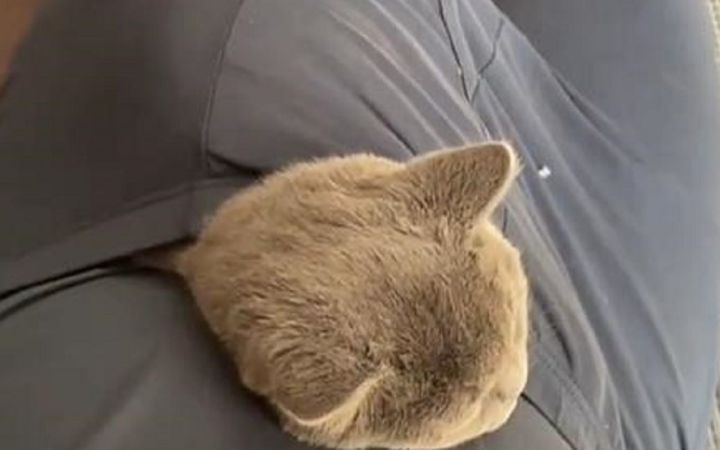 小猫咪睡姿鉴赏截图