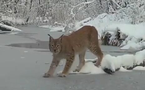 一只猞猁想要穿过结冰的水面，刚踩上去就听到了冰裂的声音，它果断选择了跳过去截图