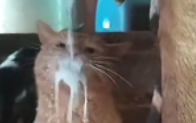猫咪:感谢大自然的馈赠.....截图