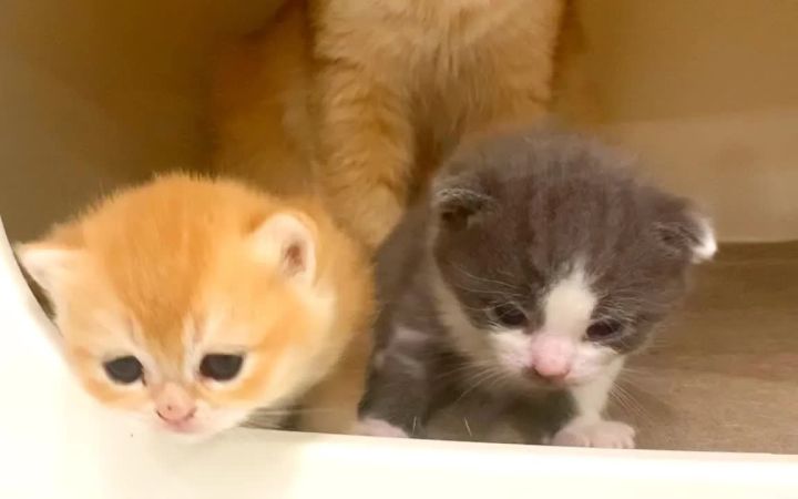 小猫想逃离猫妈妈,但当她叫它们吃东西时改变了主意截图