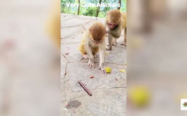 有趣的猴子视频2022！猴子搞笑视频截图