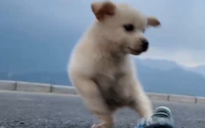 狗狗逗鹦鹉结果……截图
