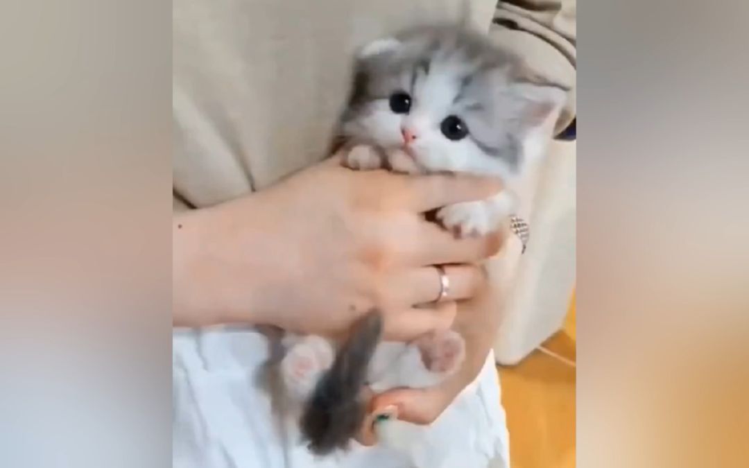 video-3079845