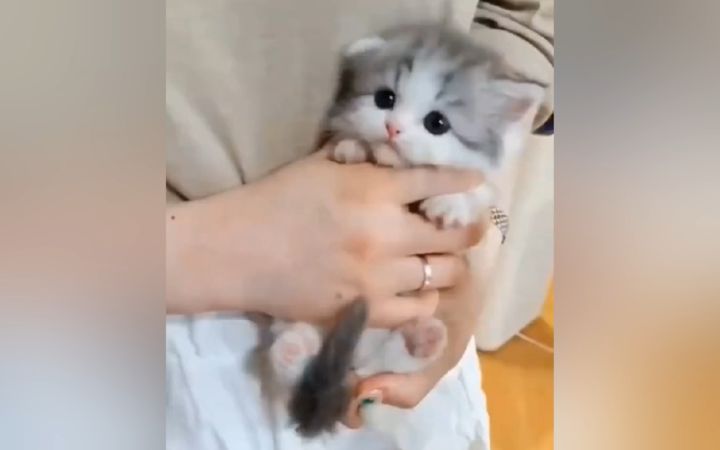 男朋友有猫之后就不理我了,我该怎么赢回关注?截图