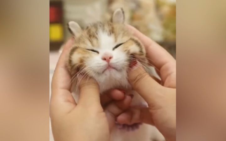 看完这个你就戒猫了 (确信)截图