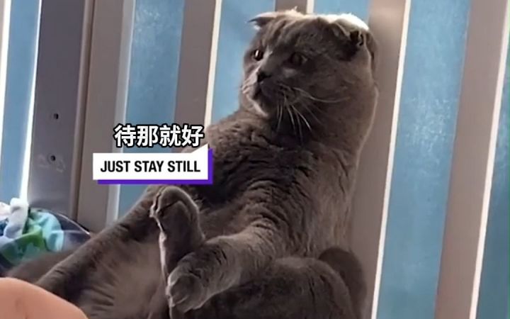 猫猫：我惹不起还躲不起吗截图