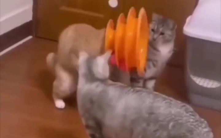 不是都说猫很聪明的嘛.截图