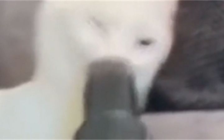 好奇心,害死猫截图
