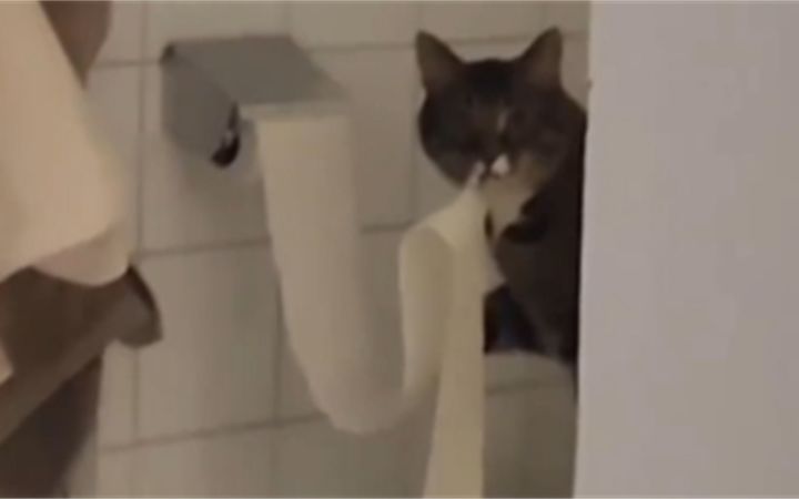 会手工流苏制品的猫师傅截图