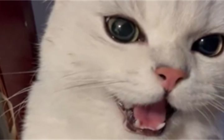 这猫是懂夹子音的截图