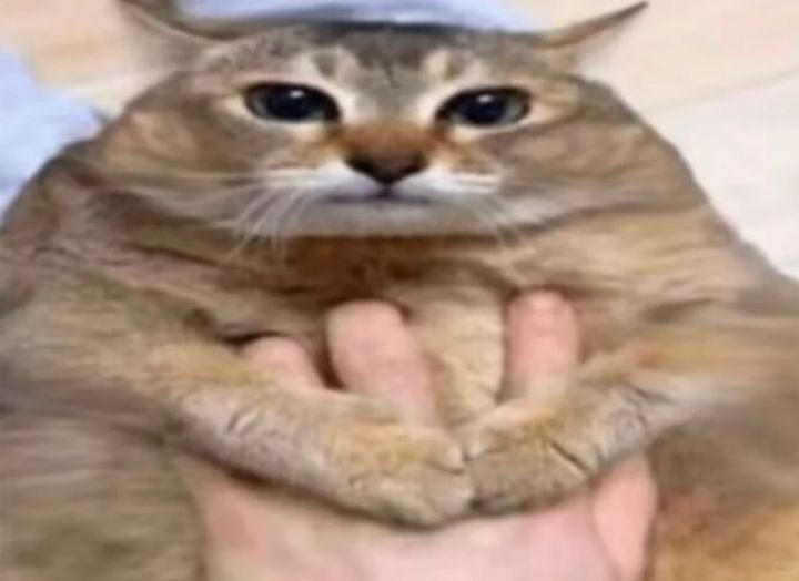 一只没牙的土猫老太太,逆袭成了全球顶流?截图