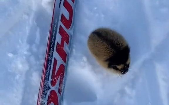 当你在滑雪途中,偶遇一只圆滚滚、气呼呼的旅鼠截图