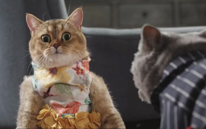 猫猫充当红娘送情书！截图