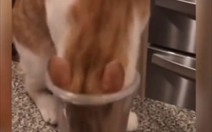 猫倒霉起来喝凉水都塞牙缝截图