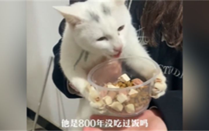 猫猫：好险！差点饿死截图