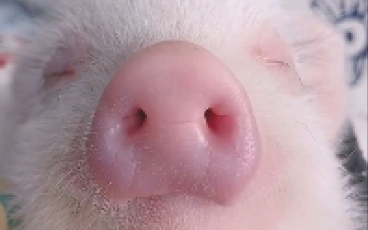 猪设崩塌:呼噜声也太大了吧!截图