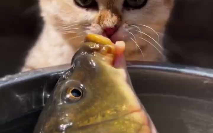 爱吃鱼的小猫咪截图