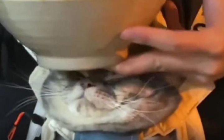 养猫人快乐图鉴截图
