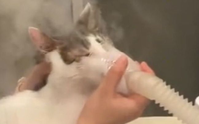 “这只猫,让我开心了整整1分52秒!”截图